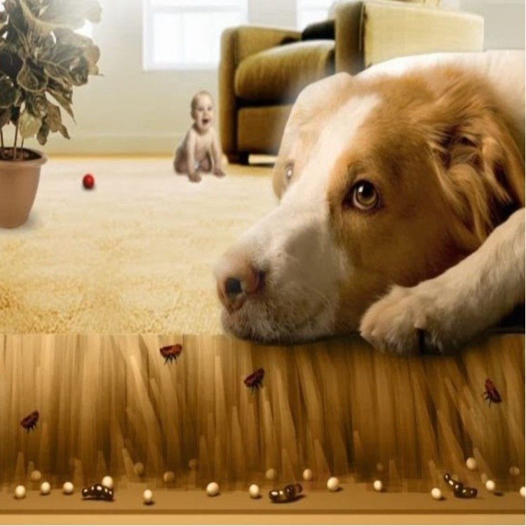 Carpet Fleas-(300 x 300) Leading Pest management