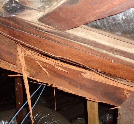Termite roof frame damage3 Termite damage