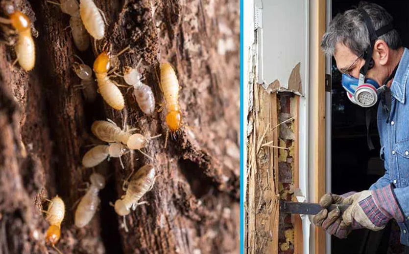 Termite - Leading Pest Inspection