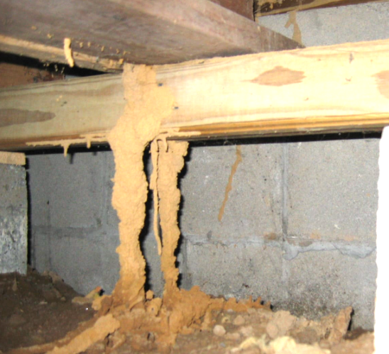Termites Under Floor